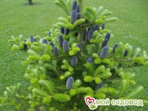 Пихта корейская (Abies koreana)