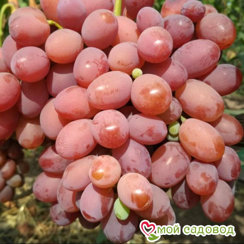 Виноград Днестровский розовый