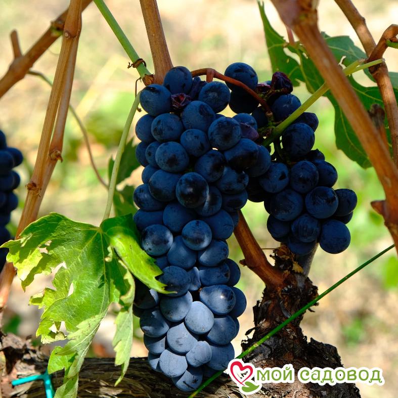 Виноград Ливадийский черный