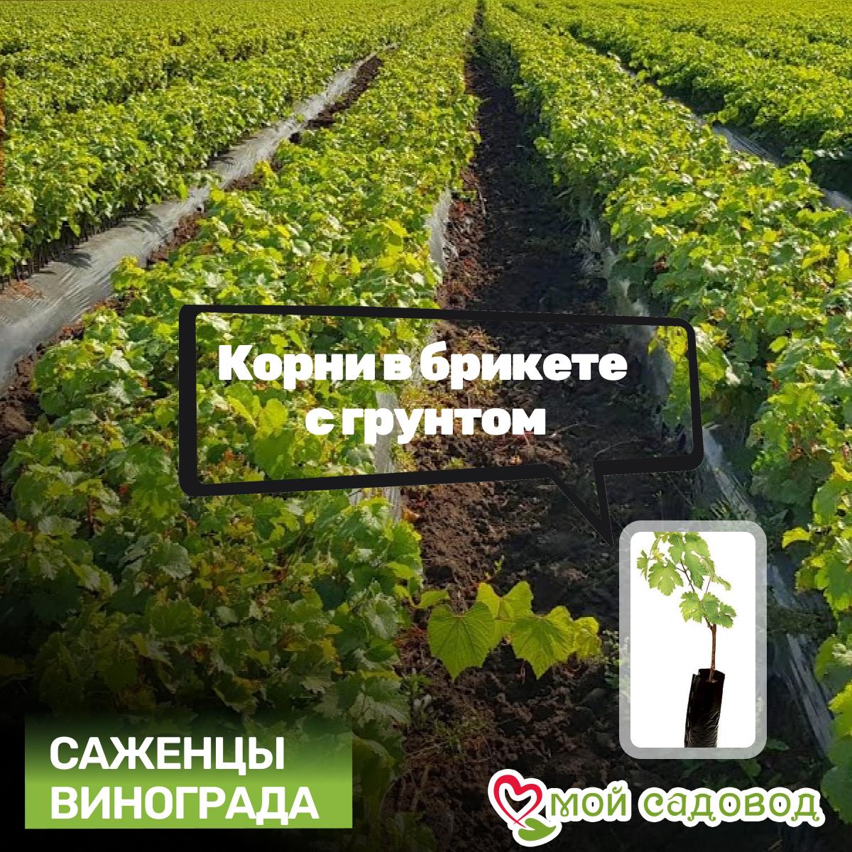 Виноград Лучистый