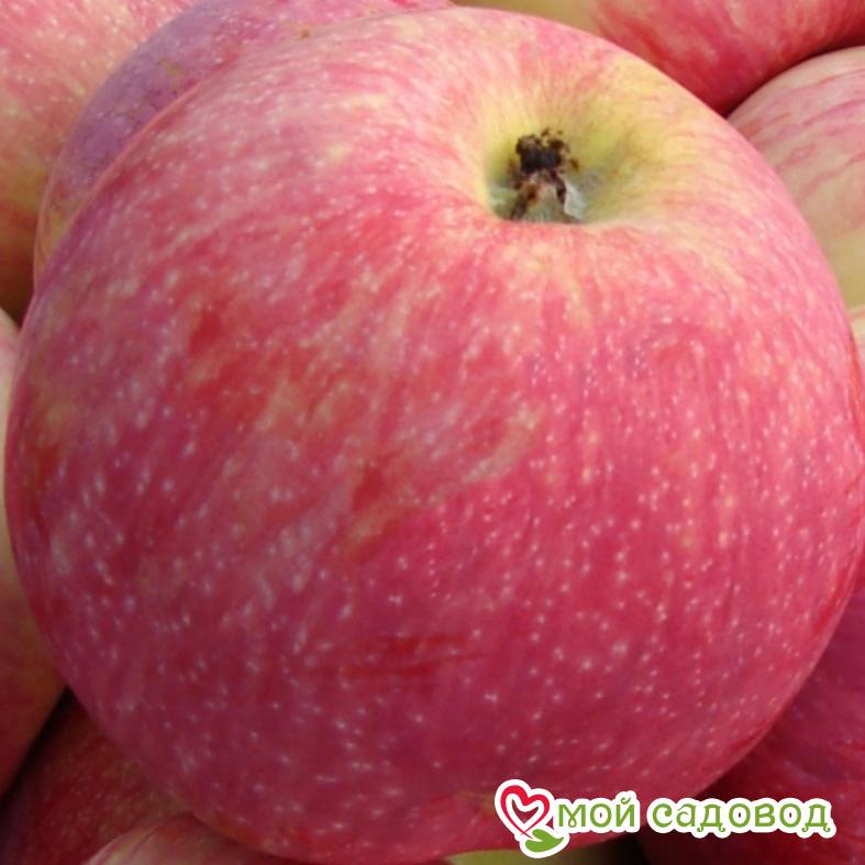 Яблоня Мельба
