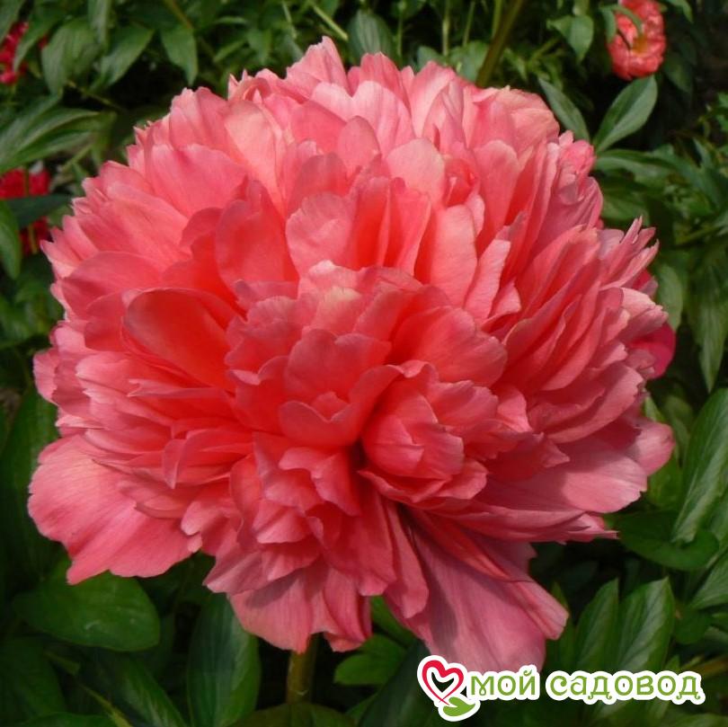 Пион Лорелея